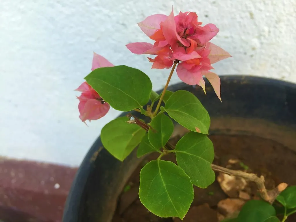 Guest house Asian Villa Negombo
